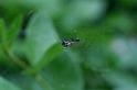 Frontinellina_frutetorum_D5191_Z_88_Les Gris_Frankrijk